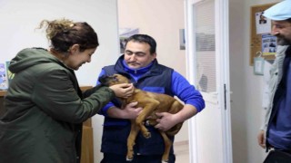 Büyükşehir 3 bin 174 Can dostu sahiplendirdi