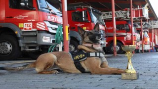 Büyükşehirin arama kurtarma köpeği ödül aldı