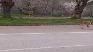 Çemişgezekte yaban keçileri ilçe merkezine indi