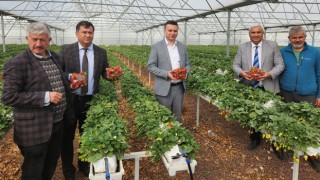 Çilek ve Muz Yetiştiricilerine Ziyaret