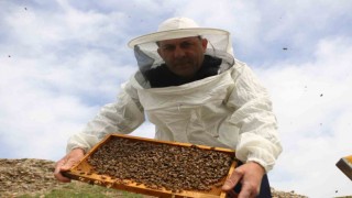 Diyarbakırda kış uykusuna yatmayan arıların yüzde 30u telef oldu