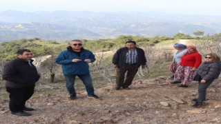 Efelerde sarı lop incir fidanlarının gelişimi izleniyor