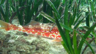 EKODOSDtan deniz çayırlarını koruma çağrısı