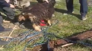Elazığda 12 metrelik kuyuya düşen keçi kurtarıldı