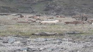 Elazığda dağ keçileri görüldü