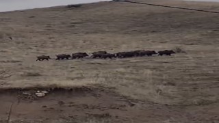 Elazığda yiyecek arayan domuz sürüsü görüntülendi