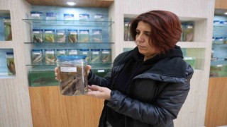 Elazığdaki ‘Balık Müzesi büyük ilgi görüyor