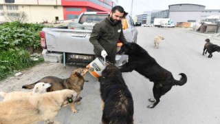 Esenyurt Belediyesi sokak hayvanlarına mama ve su desteğini sürdürüyor