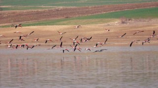 Flamingo akını bozkırı renklendirdi