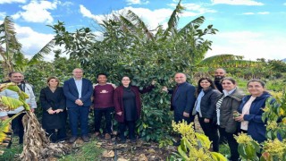 Gazipaşada tropik meyvelerde hastalık ve zararlılar anlatıldı