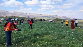 Gegrerdeki doğal nergis tarlasına ziyaretçi akını