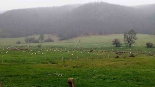 Göç eden leylekler Bilecikte mola verdi