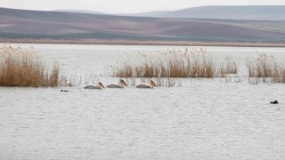 Göç eden pelikanlar Ankaraya misafir oldu