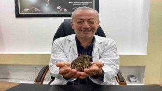 Göç yolunda yorgun düşen öter ardıç kuşu, soluğu hastanede aldı