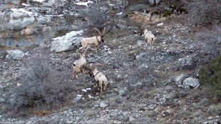 Gümüşhanede yaban keçileri ve ayılar dronla görüntülendi