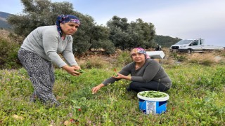 Hatay'da bezelyede hasat başladı