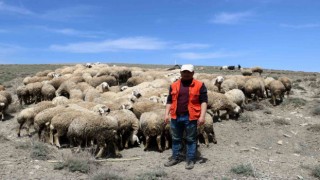 Havalar ısındı, koyunlar meraya çıkmaya başladı
