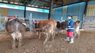 Hisarcıkta 5 bin 500 büyükbaş hayvana şap aşısı yapılacak