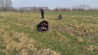 Iğdırda yonca hortumlu böceği ile mücadele çalışmaları