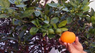 İklim değişikliği meyveleri de şaşırttı