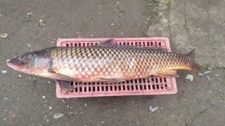İznik Gölünde 25 kiloluk sarı balık yakalandı