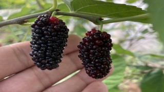 Karadut mersinli üreticinin yüzünü güldürdü