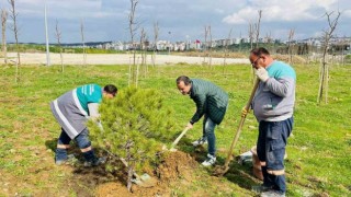 Karşıyakadan getirilen 12 yaşındaki fıstık çamı Aliağada yaşayacak