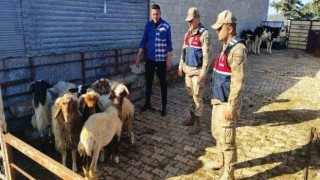 Kaybolan koyunları jandarma buldu