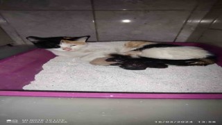 Kedi, İnegöl Devlet Hastanesinde doğum yaptı