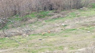 Kendilerine saldıran sokak köpeklerini kayda alan çocukların korku dolu anları kamerada