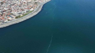 Kilometrelerce uzunlukta denizanası istilası