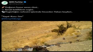 Kınalı keklikler ve yaban keçileri fotokapana takıldı