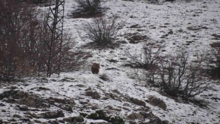 Kış uykusundan uyandı, kışa yakalandı