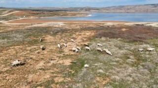 Kızılırmak alarm veriyor: Baraj sularının çekildiği alanda koyunlar otluyor