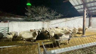 Konyada koyun hırsızlığı şüphelisi yakalandı