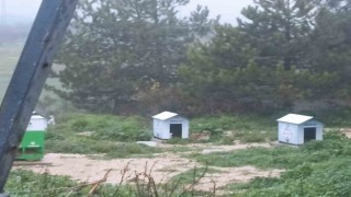 Köpekler ölüyor, insanlar korkuyor