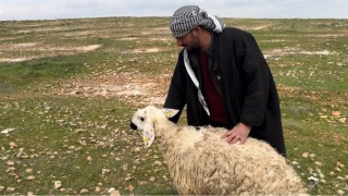 Koruma altına alınan Suruç koyunu tescilleniyor