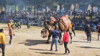 Köşkte Deve Güreşi Festivali düzenlendi
