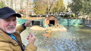 Kuğulu Parkın yeni dünyaya gelen yavru siyah kuğularına yoğun ilgi