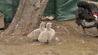 Kuğulu Parkın yeni yavruları görüntülendi