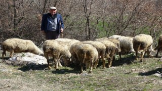 Kütahyada 4 bin 408 üreticiye 26 milyon 680 bin 880 TL hayvancılık desteklemesi