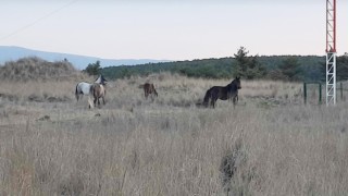 Kütahyada yabani atlar görüntülendi