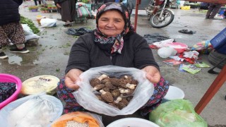 Kuzu göbeği mantarı altın ile yarışıyor