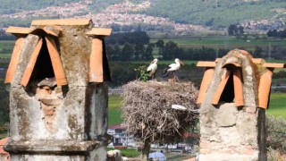 Leylek sayısı arttı, yuva kalmadı