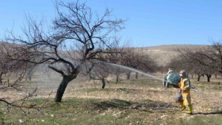 Malatyada erken tomurcuklanan kayısı ağaçları endişelendirdi