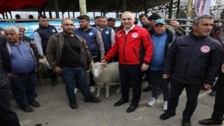 Manisada damızlık koç dağıtımı tamamlandı