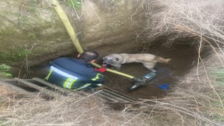 Manisada havuza düşen köpeğin yardımına itfaiye koştu