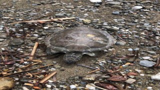Marmaris sahilinde ölü yavru caretta bulundu