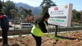 Marmariste binlerce fidan toprakla buluştu
