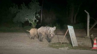 Marmariste domuzlar şehre indi